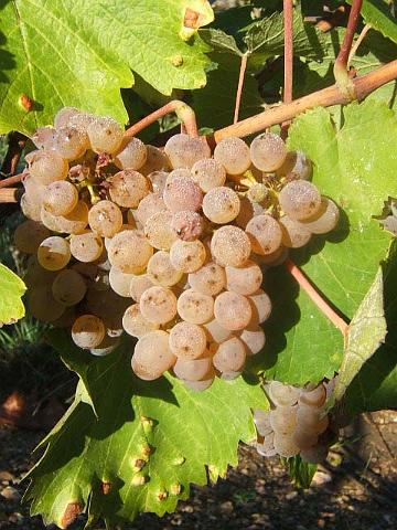 10.JPG - Grappe de chenin : à ce stade de maturité, le chenin pourra produire un Anjou Blanc, appellation d'origine contrôlée, aux arômes frais et fruités.